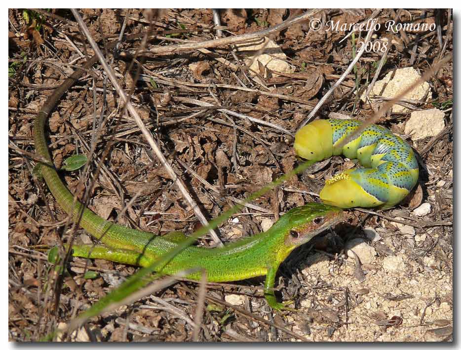 Bruco di Acherontia atropos vs Lacerta bilineata